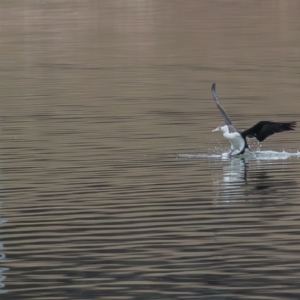 Phalacrocorax varius at Belconnen, ACT - 13 Aug 2023