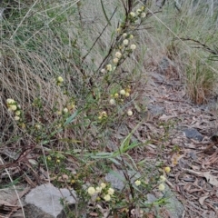 Acacia gunnii (Ploughshare Wattle) at Fadden, ACT - 13 Aug 2023 by LPadg