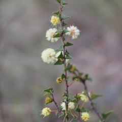 Acacia gunnii at Fadden, ACT - 13 Aug 2023