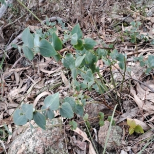 Veronica perfoliata at Fadden, ACT - 13 Aug 2023 01:58 PM