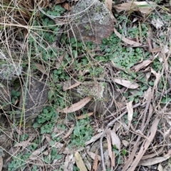 Diplodium sp. (A Greenhood) at Wanniassa Hill - 13 Aug 2023 by LPadg