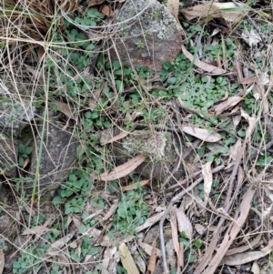 Diplodium sp. at Fadden, ACT - 13 Aug 2023