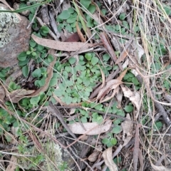 Diplodium sp. at Fadden, ACT - suppressed