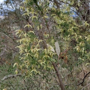 Clematis leptophylla at Fadden, ACT - 13 Aug 2023