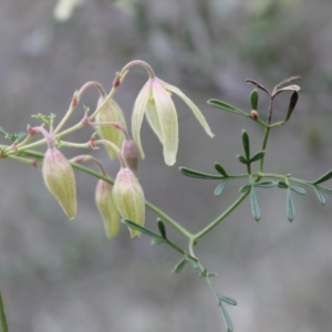 Clematis leptophylla at Fadden, ACT - 13 Aug 2023