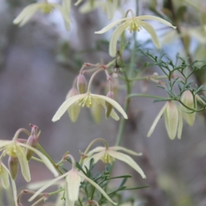 Clematis leptophylla at Fadden, ACT - 13 Aug 2023 01:52 PM