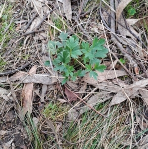 Ranunculus lappaceus at Fadden, ACT - 13 Aug 2023