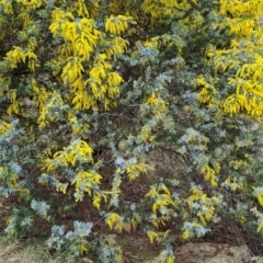 Acacia baileyana (Cootamundra Wattle, Golden Mimosa) at Wanniassa Hill - 13 Aug 2023 by LPadg