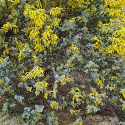 Acacia baileyana (Cootamundra Wattle, Golden Mimosa) at Wanniassa Hill - 13 Aug 2023 by LPadg