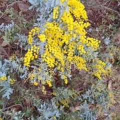 Acacia baileyana at Fadden, ACT - 13 Aug 2023 01:37 PM