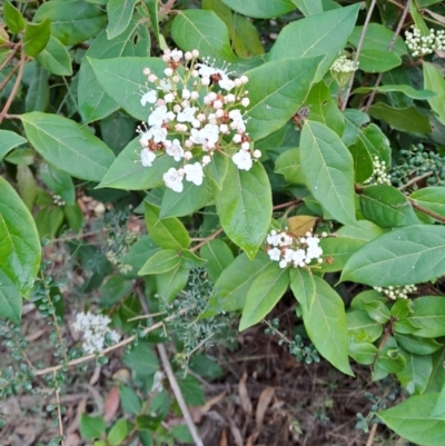 Viburnum tinus (Laurustinus) at Wanniassa Hill - 13 Aug 2023 by LPadg