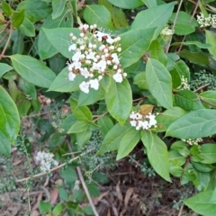 Viburnum tinus (Laurustinus) at Fadden, ACT - 13 Aug 2023 by LPadg