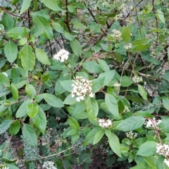 Viburnum tinus at Fadden, ACT - 13 Aug 2023