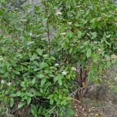 Viburnum tinus at Fadden, ACT - 13 Aug 2023