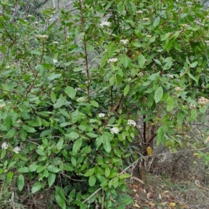 Viburnum tinus at Fadden, ACT - 13 Aug 2023 01:32 PM