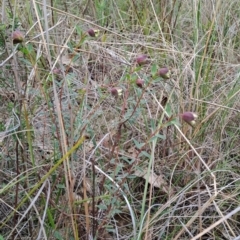 Pimelea linifolia subsp. linifolia (Queen of the Bush, Slender Rice-flower) at Fadden, ACT - 13 Aug 2023 by LPadg