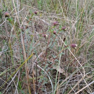 Pimelea linifolia subsp. linifolia at Fadden, ACT - 13 Aug 2023