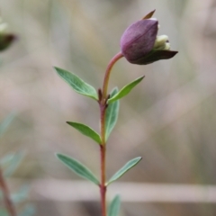 Pimelea linifolia subsp. linifolia at Fadden, ACT - 13 Aug 2023