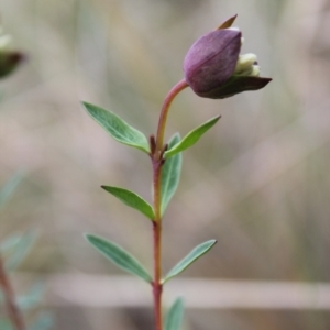 Pimelea linifolia subsp. linifolia at Fadden, ACT - 13 Aug 2023 01:23 PM