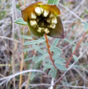 Pimelea linifolia subsp. linifolia at Fadden, ACT - 13 Aug 2023