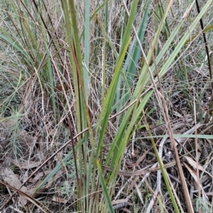 Dianella revoluta var. revoluta at Tuggeranong, ACT - 13 Aug 2023 01:20 PM