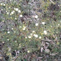 Acacia ulicifolia at Tuggeranong, ACT - 13 Aug 2023 01:15 PM