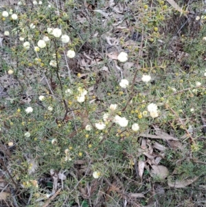 Acacia ulicifolia at Tuggeranong, ACT - 13 Aug 2023