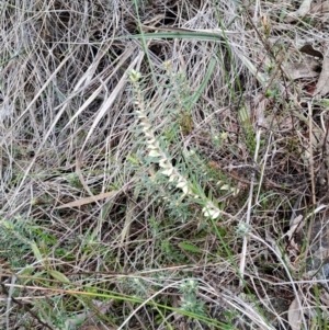 Melichrus urceolatus at Fadden, ACT - 13 Aug 2023