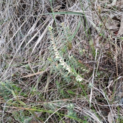 Melichrus urceolatus (Urn Heath) at Wanniassa Hill - 13 Aug 2023 by LPadg