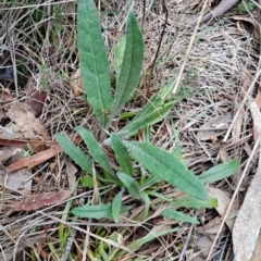 Senecio prenanthoides (Common Forest Fireweed) at Wanniassa Hill - 13 Aug 2023 by LPadg