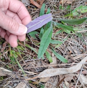 Senecio prenanthoides at Fadden, ACT - 13 Aug 2023