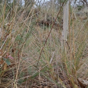 Kunzea ericoides at Fadden, ACT - 16 Aug 2023 12:50 PM