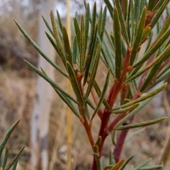 Kunzea ericoides at Fadden, ACT - 16 Aug 2023 12:50 PM