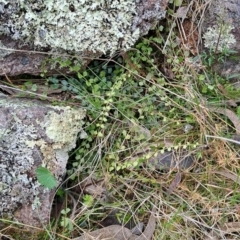 Asplenium flabellifolium (Necklace Fern) at Fadden, ACT - 13 Aug 2023 by LPadg