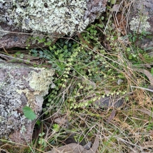 Asplenium flabellifolium at Fadden, ACT - 13 Aug 2023 12:50 PM