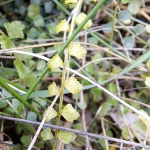 Asplenium flabellifolium at Fadden, ACT - 13 Aug 2023 12:50 PM