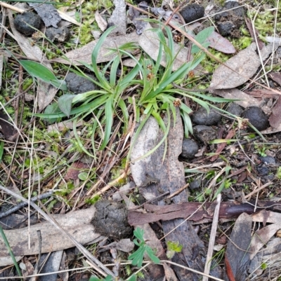 Luzula sp. (Woodrush) at Fadden, ACT - 13 Aug 2023 by LPadg