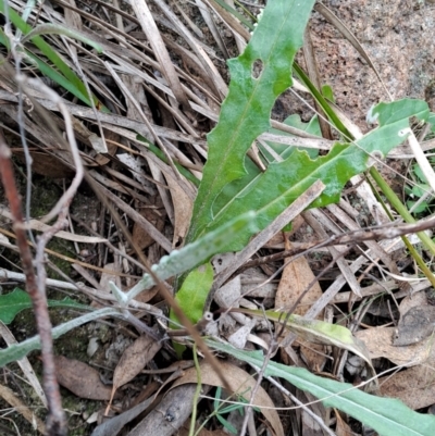Senecio sp. (A Fireweed) at Fadden, ACT - 13 Aug 2023 by LPadg