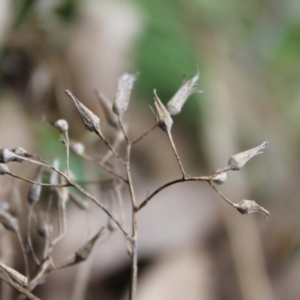 Senecio sp. at Fadden, ACT - 13 Aug 2023