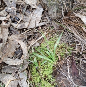 Luzula sp. at Fadden, ACT - 13 Aug 2023