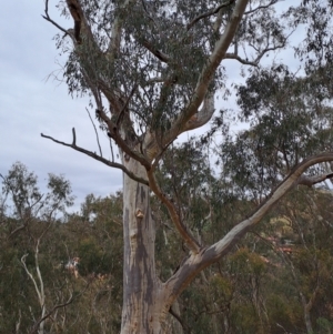 Eucalyptus rossii at Fadden, ACT - 13 Aug 2023