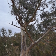 Eucalyptus rossii (Inland Scribbly Gum) at Wanniassa Hill - 13 Aug 2023 by LPadg