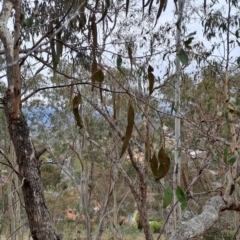 Eucalyptus nortonii (Large-flowered Bundy) at Wanniassa Hill - 13 Aug 2023 by LPadg