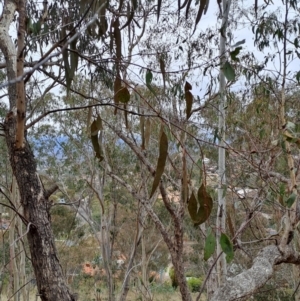 Eucalyptus nortonii at Fadden, ACT - 13 Aug 2023