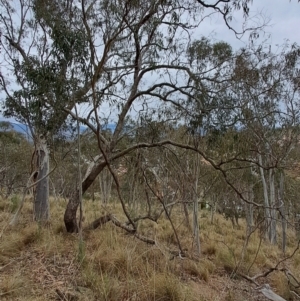 Eucalyptus nortonii at Fadden, ACT - 13 Aug 2023 12:19 PM