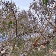 Eucalyptus nortonii at Fadden, ACT - 13 Aug 2023