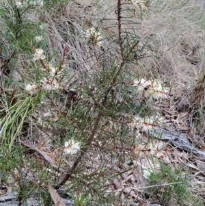 Hakea decurrens subsp. decurrens at Fadden, ACT - 13 Aug 2023