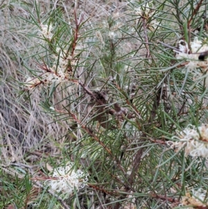 Hakea decurrens subsp. decurrens at Fadden, ACT - 13 Aug 2023