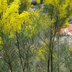 Acacia boormanii (Snowy River Wattle) at Fadden, ACT - 13 Aug 2023 by LPadg