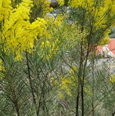 Acacia boormanii (Snowy River Wattle) at Fadden, ACT - 13 Aug 2023 by LPadg